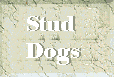 Stud Dogs, German Shorthaired Pointers